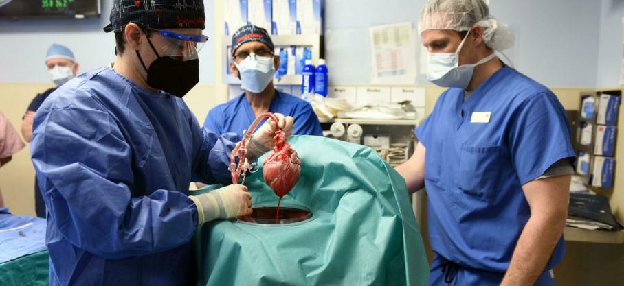Pour la première fois, des chirurgiens ont greffé avec succès le coeur d'un porc sur un humain 