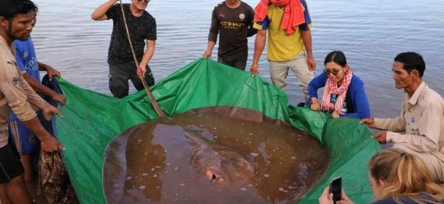 Cambodge: Une raie géante, l'un des plus grands poissons d'eau douce du monde, de 4 mètres de long et de 180 kilos pêchée dans le Mékong dans la province de Stung Treng (Nord)