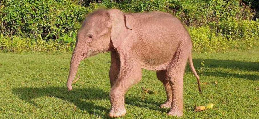 Un rare éléphant blanc, considéré par beaucoup dans le pays à majorité bouddhiste comme un signe de bonne fortune, est né fin juillet, dans une région de l’ouest de la Birmanie