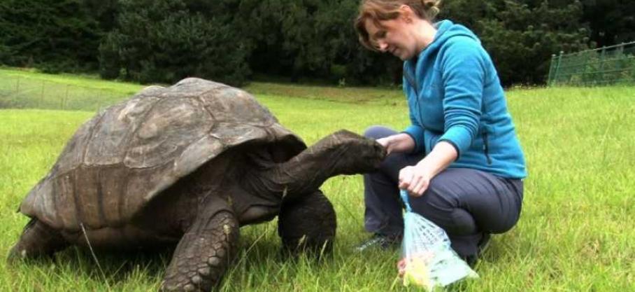 À 190 ans, Jonathan est la plus vieille tortue au monde