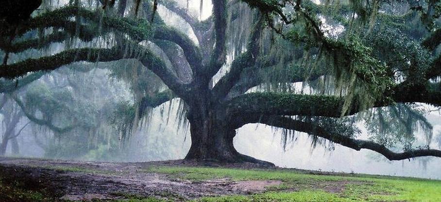 Miracles magnifiques et parfois effrayants du monde naturel : Voici à quoi ressemble un chêne de 350 ans. N'est-il pas magnifique ?  