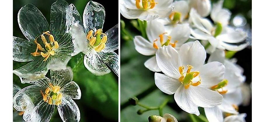 Miracles magnifiques et parfois effrayants du monde naturel : La fleur squelette, dont les pétales passent du blanc au translucide quand il pleut