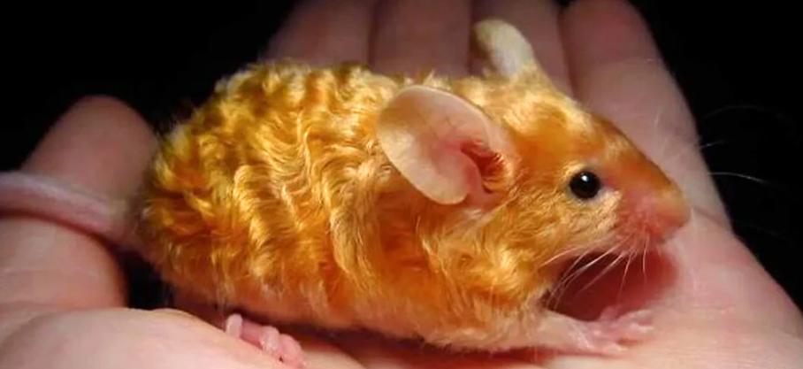 Miracles magnifiques et parfois effrayants du monde naturel : Une souris dorée et ondulée