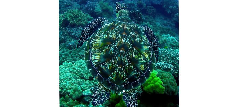 Miracles magnifiques et parfois effrayants du monde naturel : La carapace de cette tortue ressemble à un feu d'artifice