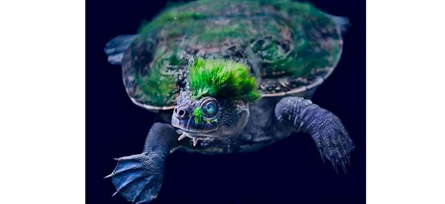 Miracles magnifiques et parfois effrayants du monde naturel : Des algues se forment sur la tête de la tortue de la Mary River lui donnant l'apparence d'un punk