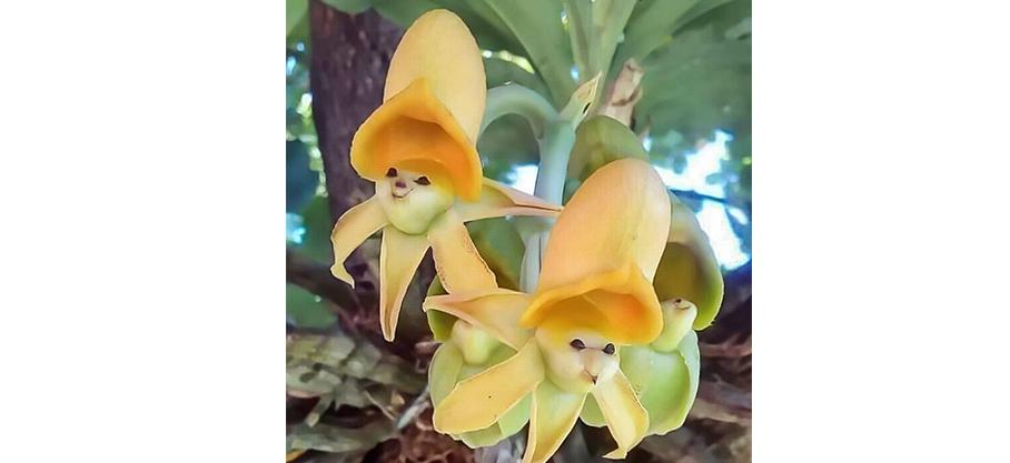 Miracles magnifiques et parfois effrayants du monde naturel : Des orchidées épiphytes