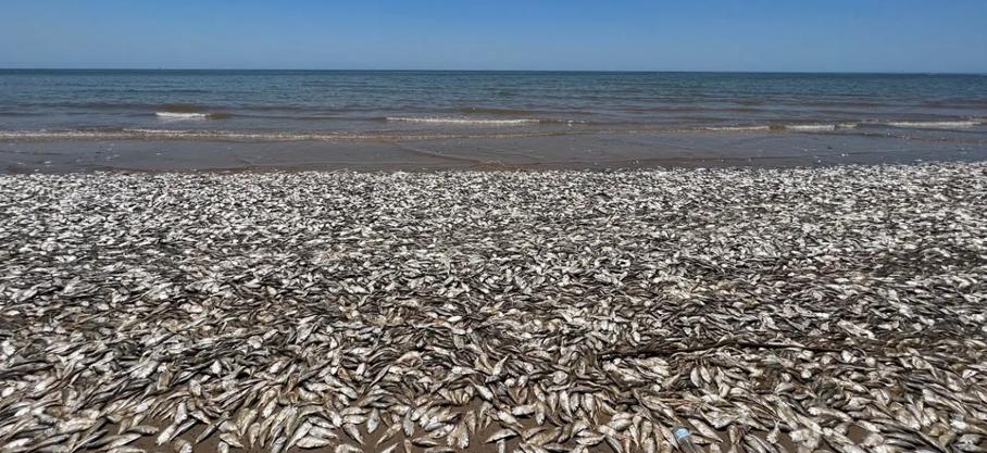 USA : des centaines de poissons retrouvés morts au parc du comté de Quintana Beach, dans l'état du Texas