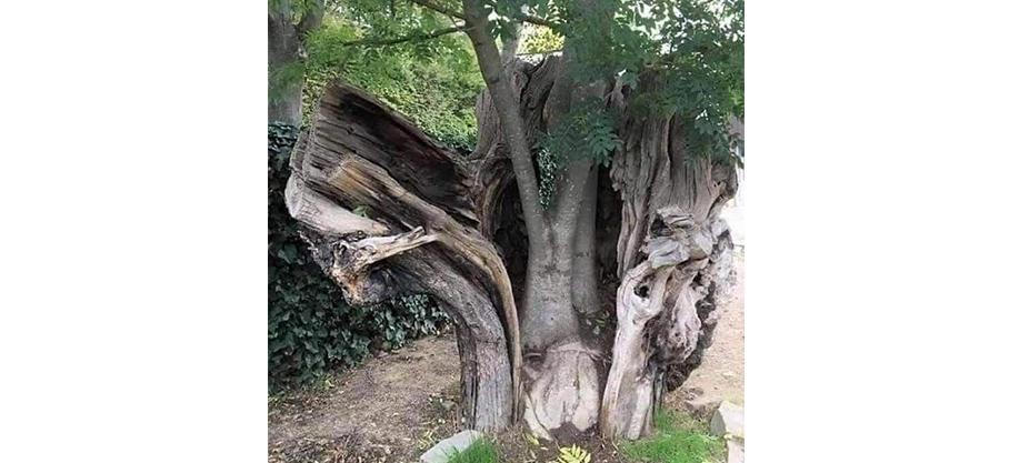 Miracles magnifiques et parfois effrayants du monde naturel : La renaissance d'un arbre
