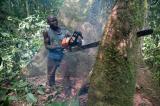 Kabambare : la population interdite de pratiquer l’abattage illicite des arbres