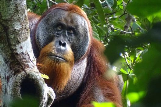 Des chercheurs observent un comportement extraordinaire chez un orang-outan
