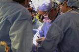 Un rein de porc transplanté pour la première fois sur un patient vivant