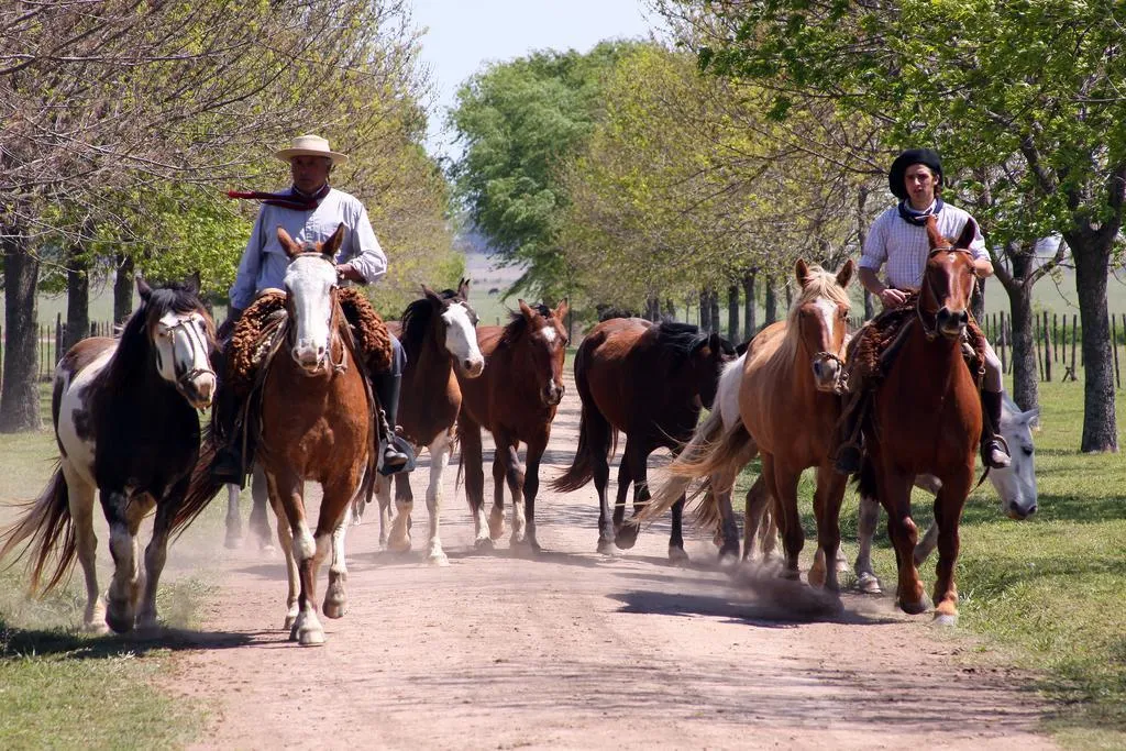 Private tour: Gaucho day trip from Buenos Aires